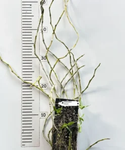 Alternative view of Dendrobium Primulinum - Mounted