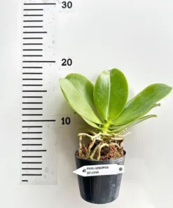 Alternative view of Phalaenopsis Bellina (Highly fragrant)