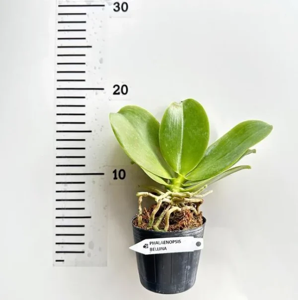Phalaenopsis Bellina (Highly fragrant) - Image 2