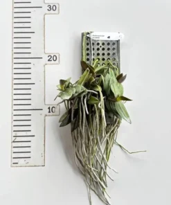 Alternative view of Phalaenopsis Pulcherrima Dwarf