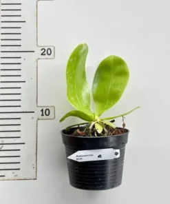 Alternative view of Phalaenopsis Bellina (BELLA) (Highly fragrant)