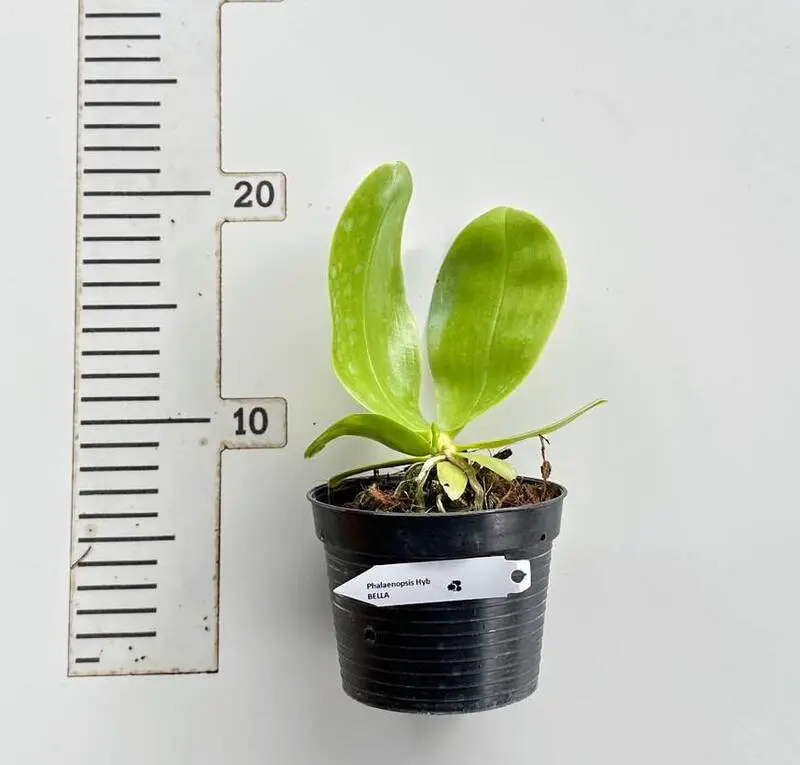 Phalaenopsis Bellina (BELLA) (Highly fragrant) - Image 2