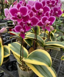 Alternative view of Phalaenopsis Variegated Red (Chia e Yenlin)
