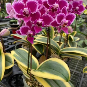 Alternative view of Phalaenopsis Variegated Red (Chia e Yenlin)