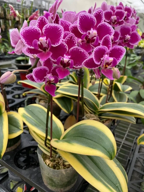 Phalaenopsis Variegated Red (Chia e Yenlin) - Image 2