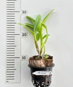 Alternative view of Blooming Size Dendrobium Trisara (Big Flower)