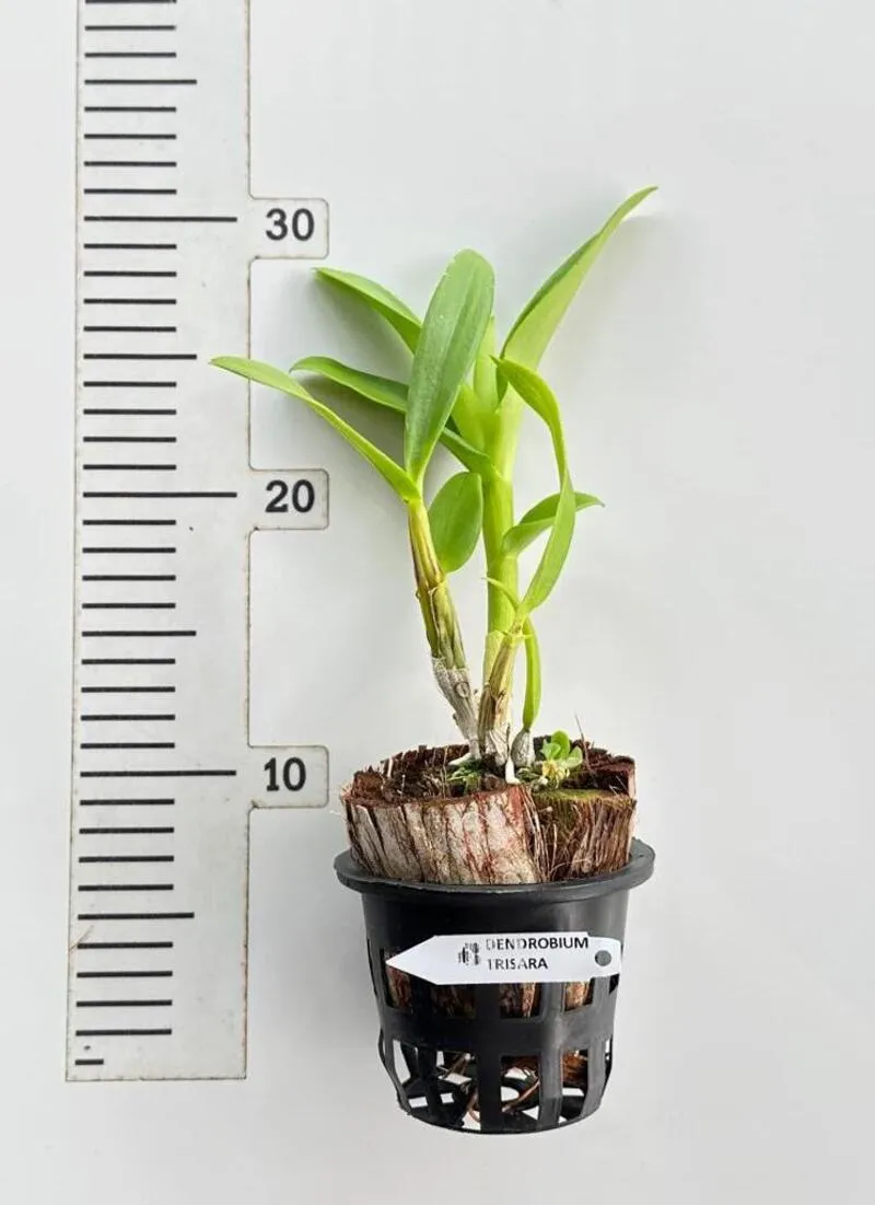 Blooming Size Dendrobium Trisara (Big Flower) - Image 2