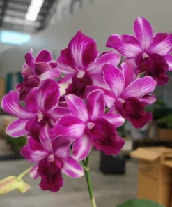 Blooming Size Dendrobium Trisara (Big Flower)