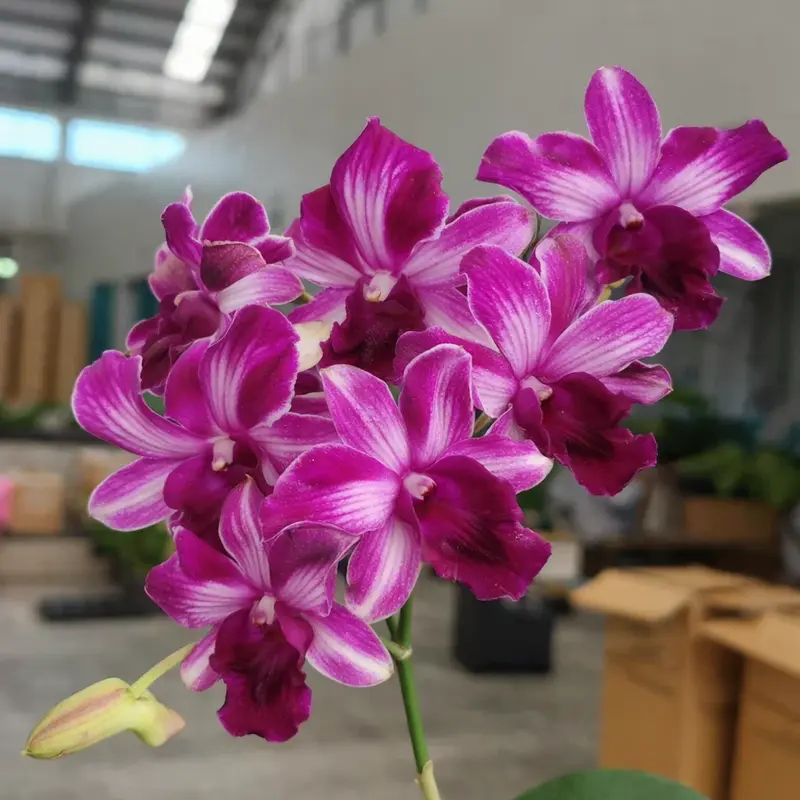 Blooming Size Dendrobium Trisara (Big Flower)