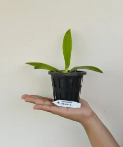 Alternative view of Ready to Flower Size Phalaenopsis Hieroglyphica x Sib
