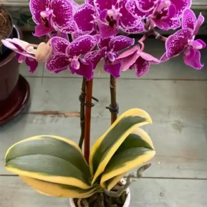 Phalaenopsis Variegated Red (Chia e Yenlin)