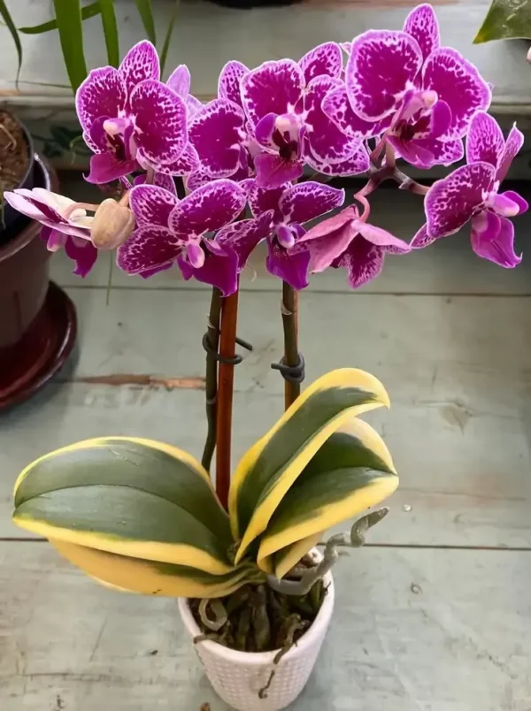 Phalaenopsis Variegated Red (Chia e Yenlin)