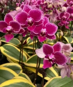 Phalaenopsis Variegated Red (Chia e Yenlin)