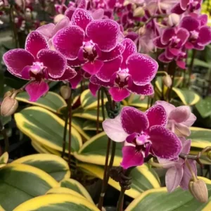 Phalaenopsis Variegated Red (Chia e Yenlin)