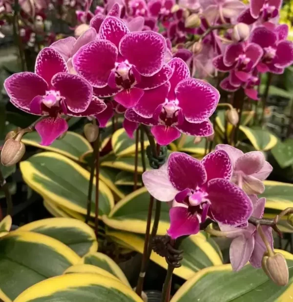 Phalaenopsis Variegated Red (Chia e Yenlin)