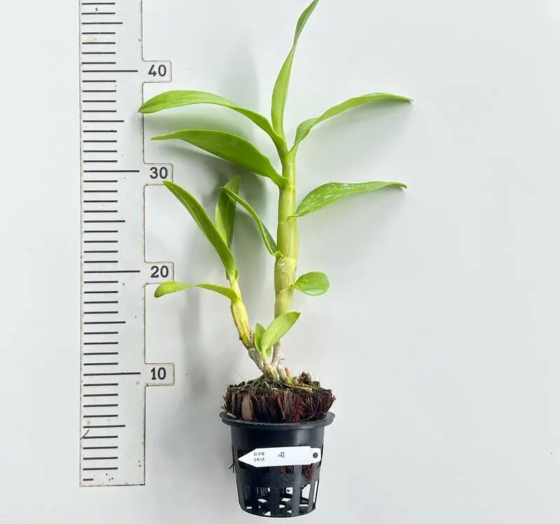 Blooming Size Dendrobium Trisara (Big Flower) - Image 2