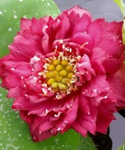 Nannalin Lotus Tuber