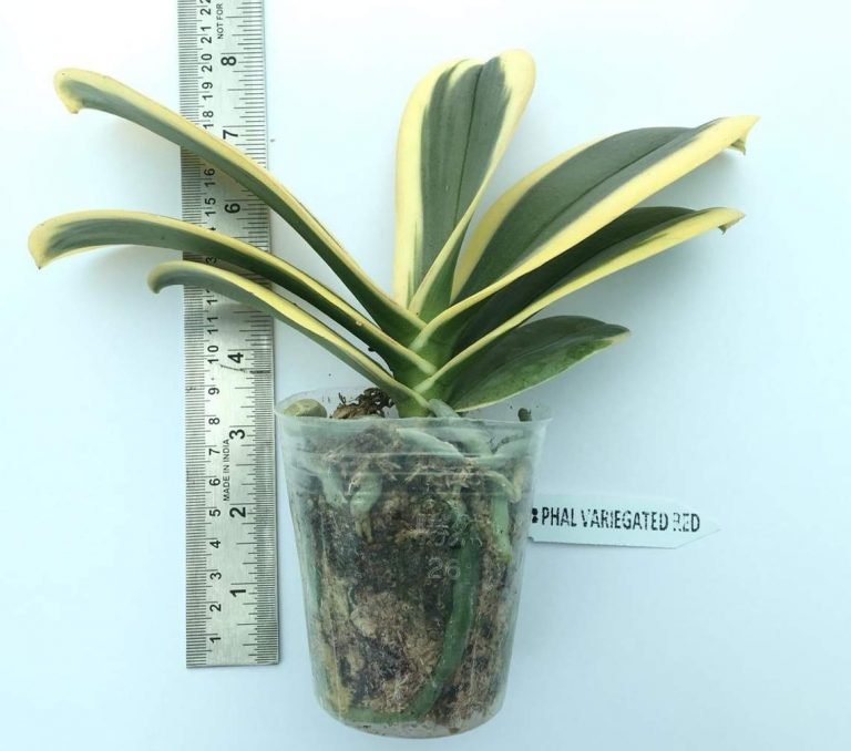 Phal chia e yenlin variegata фото