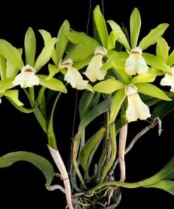 Jiminy Cricket 'Superbug' x Netrasiri Beauty