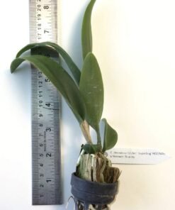 Alternative view of Jiminy Cricket 'Superbug' x Netrasiri Beauty