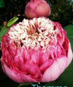 Thammo Lotus Tuber
