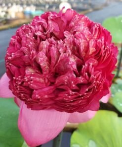 Alternative view of Thammo Lotus Tuber