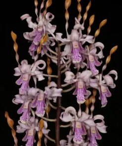 Ready to Flower Size Dendrobium JK Helix (Jairak Helix)