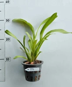 Alternative view of Miltassia Royal Robe (Big Flower) - Ready to Flower Size