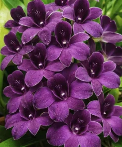 Ready to Flower Size Dendrobium TG Blue