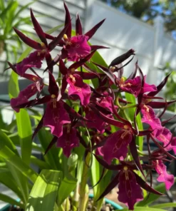 Miltassia Royal Robe (Big Flower) - Ready to Flower Size