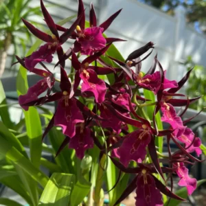 Miltassia Royal Robe (Big Flower) - Ready to Flower Size
