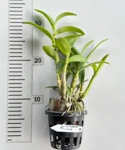 Alternative view of Ready to Flower Size Dendrobium JK Helix (Jairak Helix)