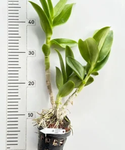 Alternative view of Ready to Flower Size Dendrobium Morning Rabbit