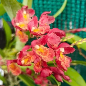 Flowering Size Lava Burst Oncidium -Wood Mounted