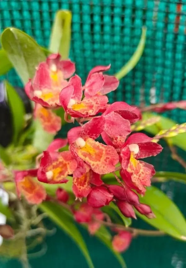 Flowering Size Lava Burst Oncidium -Wood Mounted