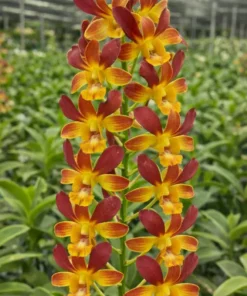 Ready to Flower Size Dendrobium Morning Rabbit