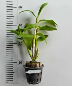 Alternative view of Ready to Flower Size Dendrobium Frieda