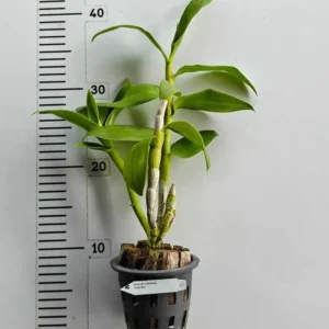 Alternative view of Ready to Flower Size Dendrobium Frieda