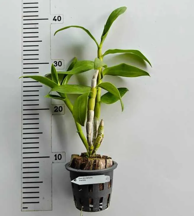 Ready to Flower Size Dendrobium Frieda - Image 2