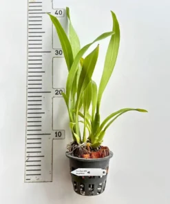 Alternative view of Miltassia Royal Robe (Big Flower) - Ready to Flower Size