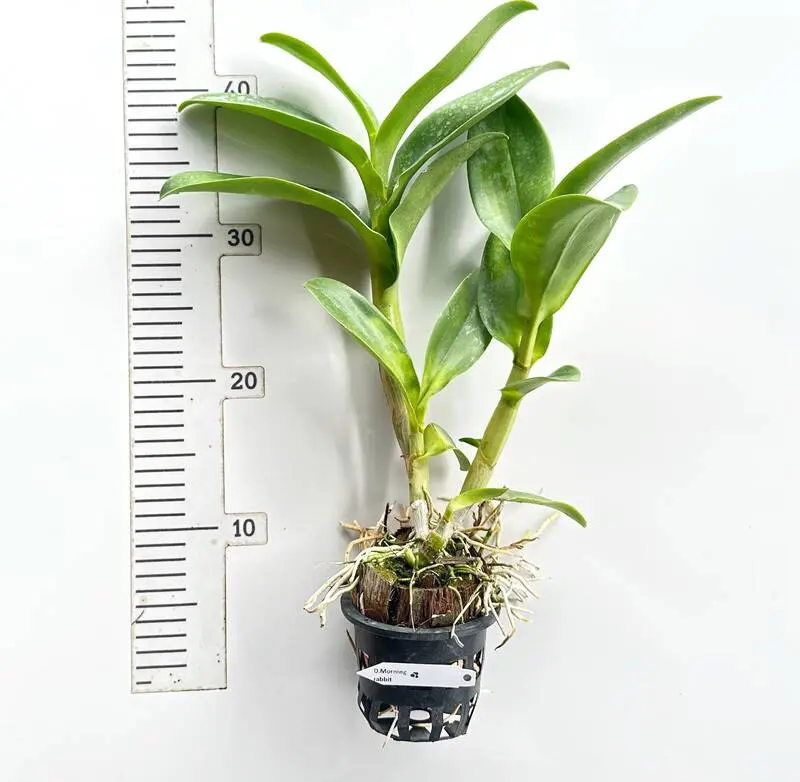 Ready to Flower Size Dendrobium Morning Rabbit - Image 2