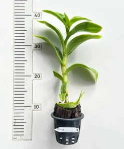 Alternative view of Ready to Flower Size Dendrobium Frieda