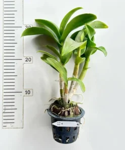 Alternative view of Ready to Flower Size Dendrobium TG Blue