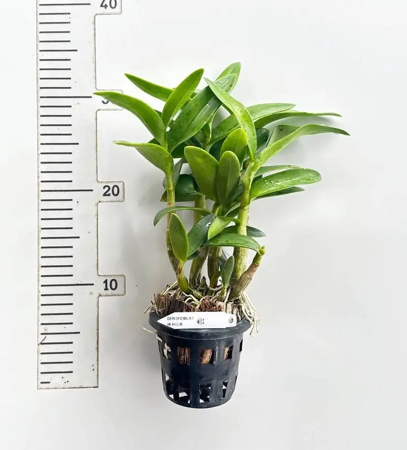 Ready to Flower Size Dendrobium JK Helix (Jairak Helix) - Image 2