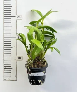 Alternative view of Ready to Flower Size Dendrobium JK Helix (Jairak Helix)