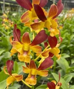 Ready to Flower Size Dendrobium Morning Rabbit