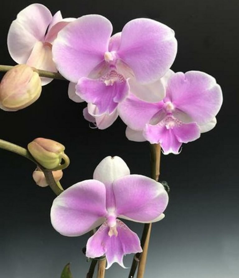 Buy Phalaenopsis Fangmei Dream Wedding orchids online