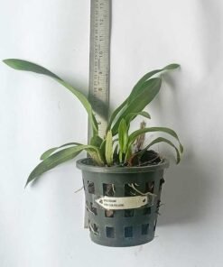 Alternative view of Ready to Flower Size Oncidium Brassia Yellow