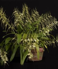 Ready to Flower Size Oncidium Brassia Yellow