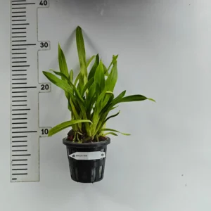 Alternative view of Ready to Flower Size Colmanara Massai Pink - Indoor Orchid